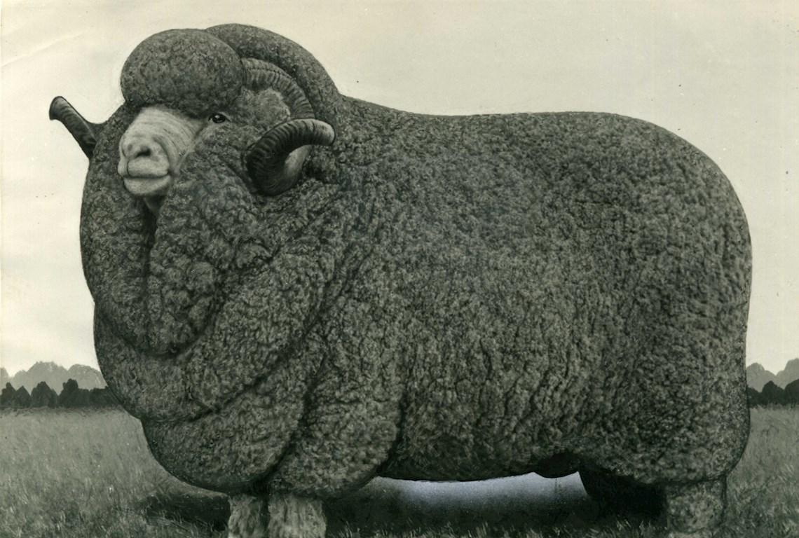 Sheep Champion Merino 1954 - Photo