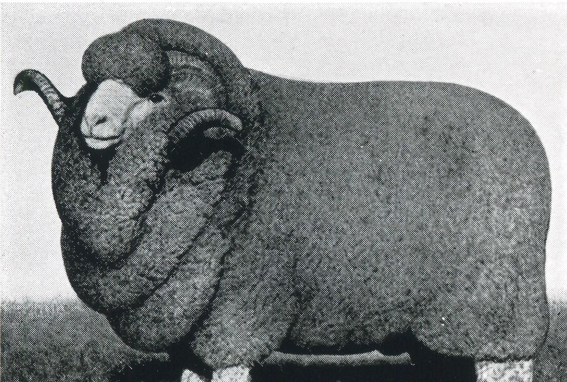 Sheep Champion Merino 1955 - Photo
