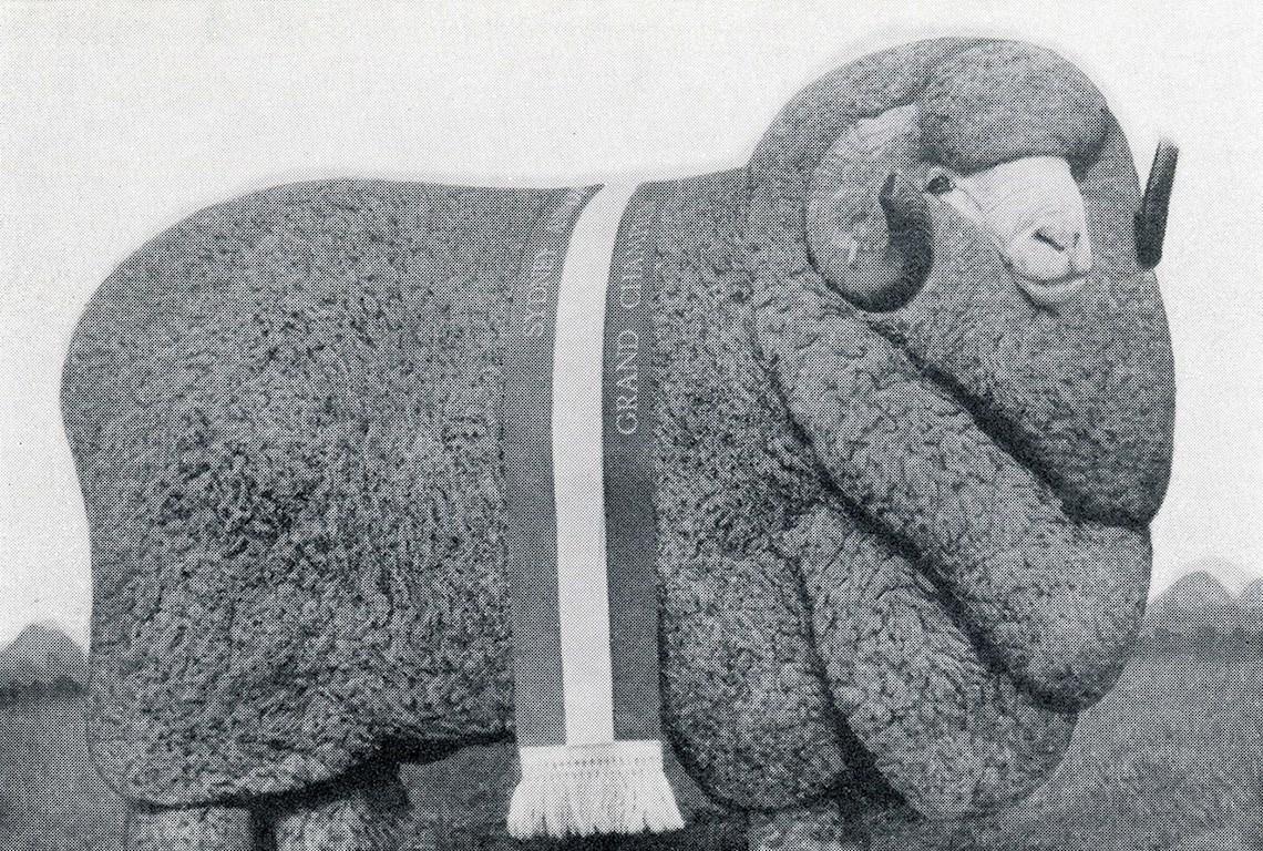 Sheep Champion Merino 1961 - Photo