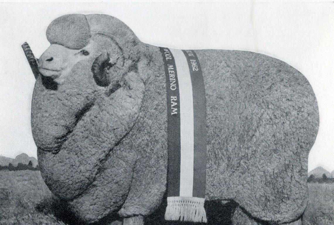 Sheep Champion Merino 1962 - Photo