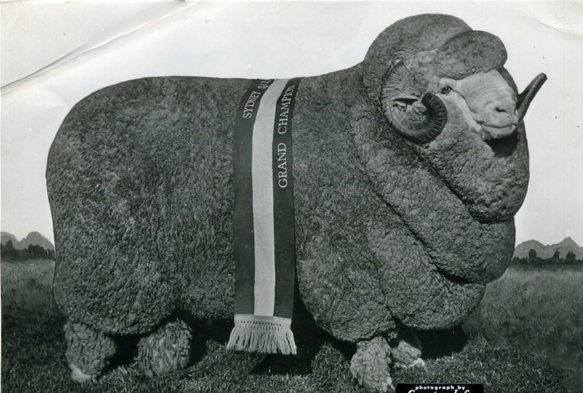 Sheep Champion Merino 1963 - Photo