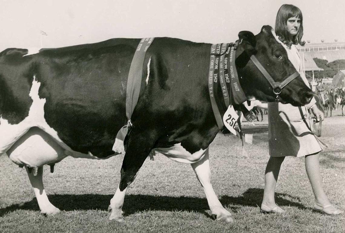 Cattle Champion Fresian 1967 - Photo