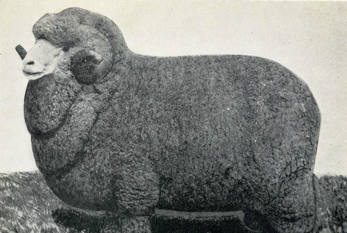 Sheep Champion Merino 1968 - Photo