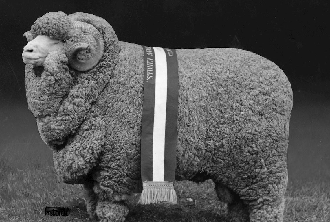 Sheep Champion Merino 1969 - Photo