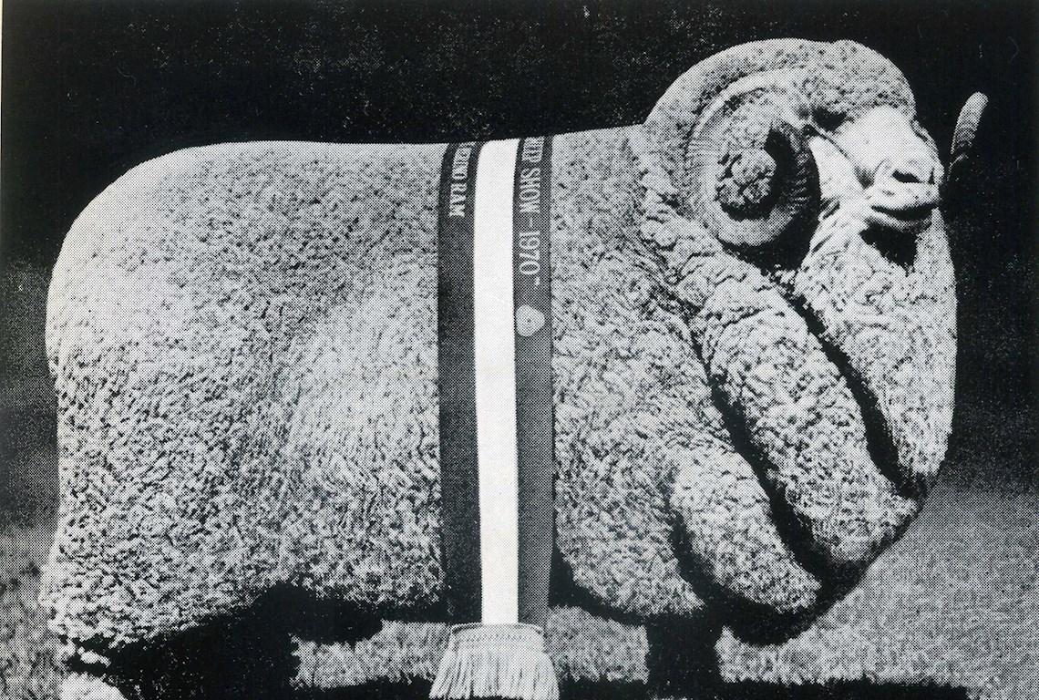 Sheep Champion Merino 1970 - Photo