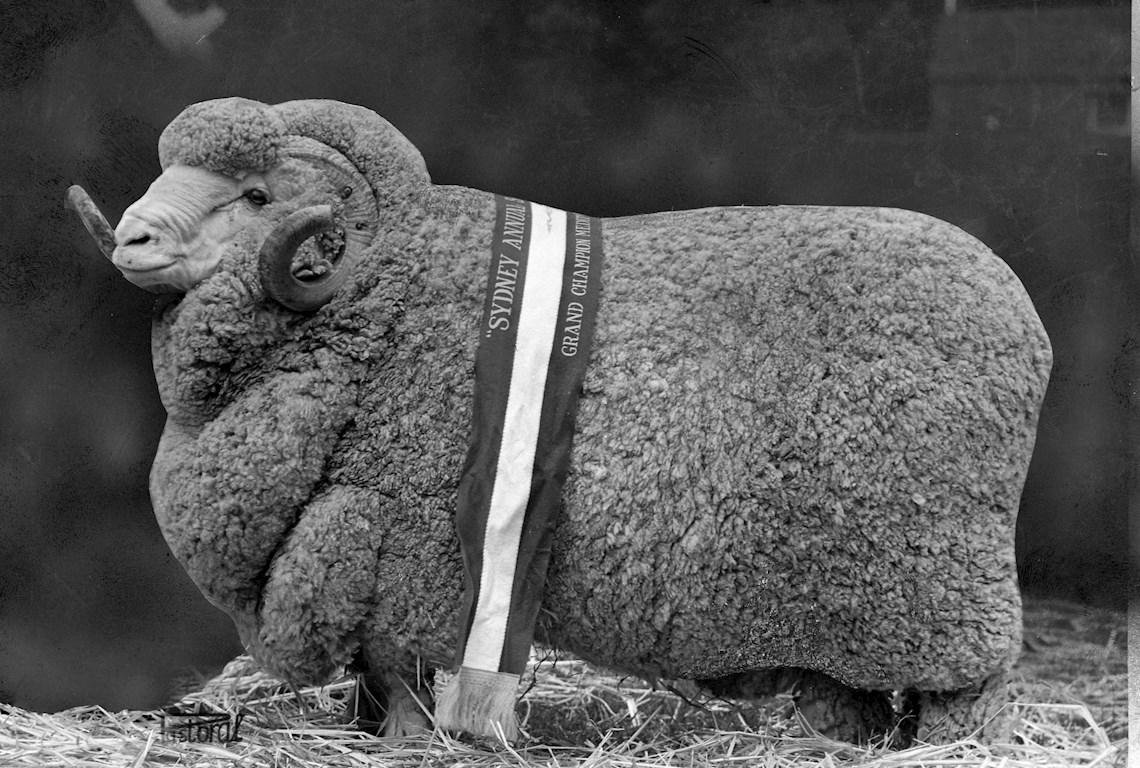 Sheep Champion Merino 1971 - Photo