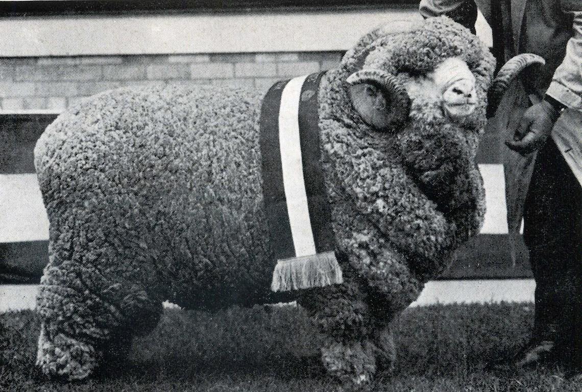 Sheep Champion Merino 1972 - Photo