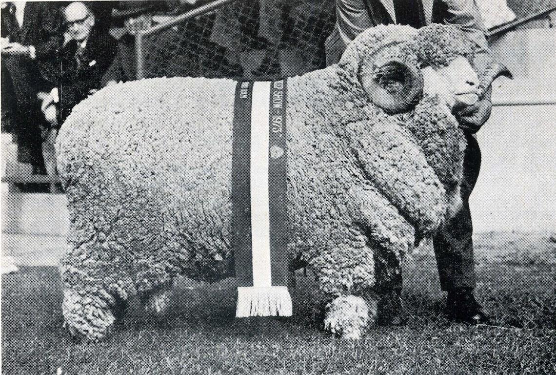 Sheep Champion Merino 1973 - Photo