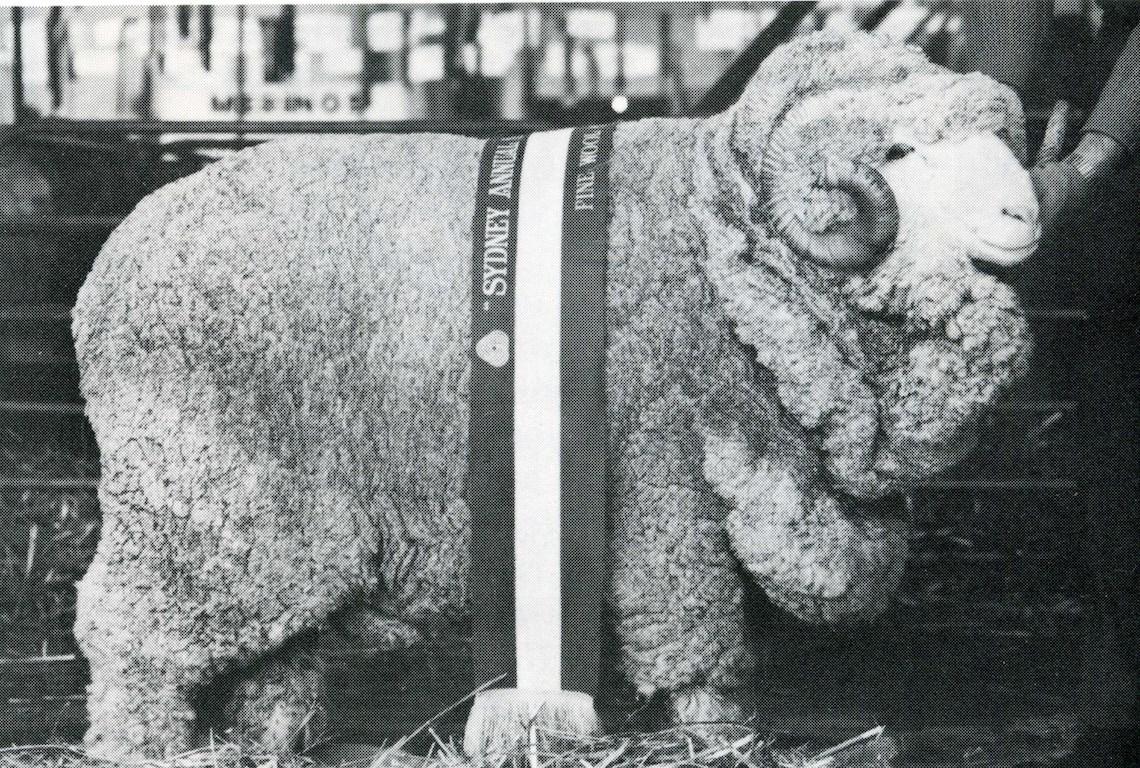 Sheep Champion Merino 1974 - Photo