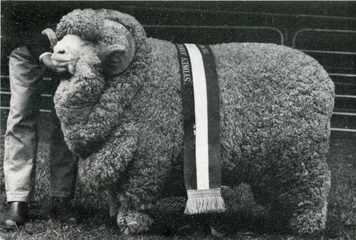 Sheep Champion Merino 1978 - Photo