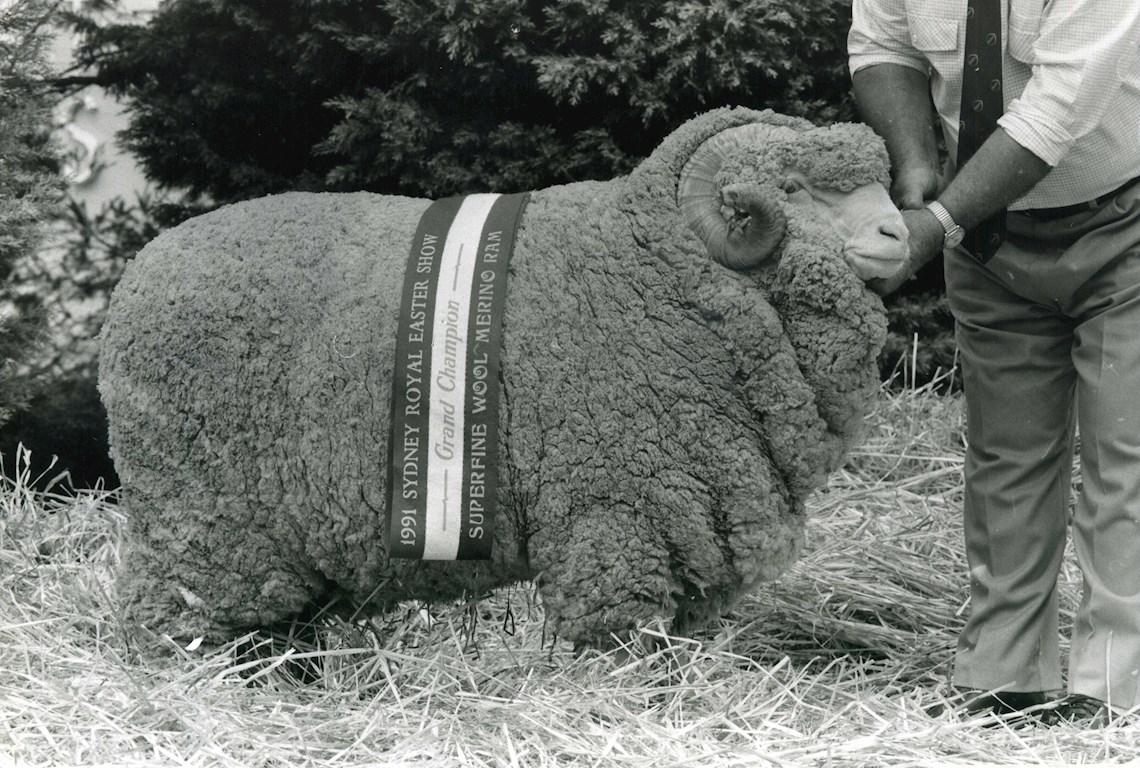 Sheep Champion Merino 1991 - Photo
