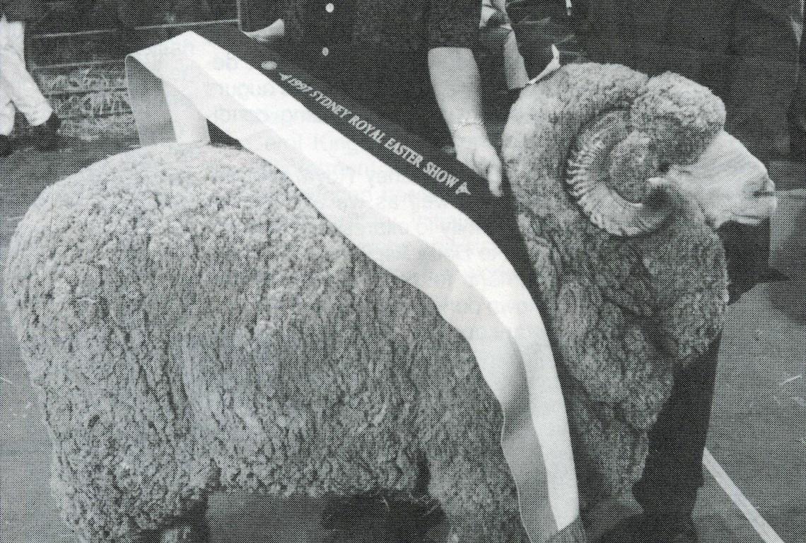 Sheep Champion Merino 1997 - Photo