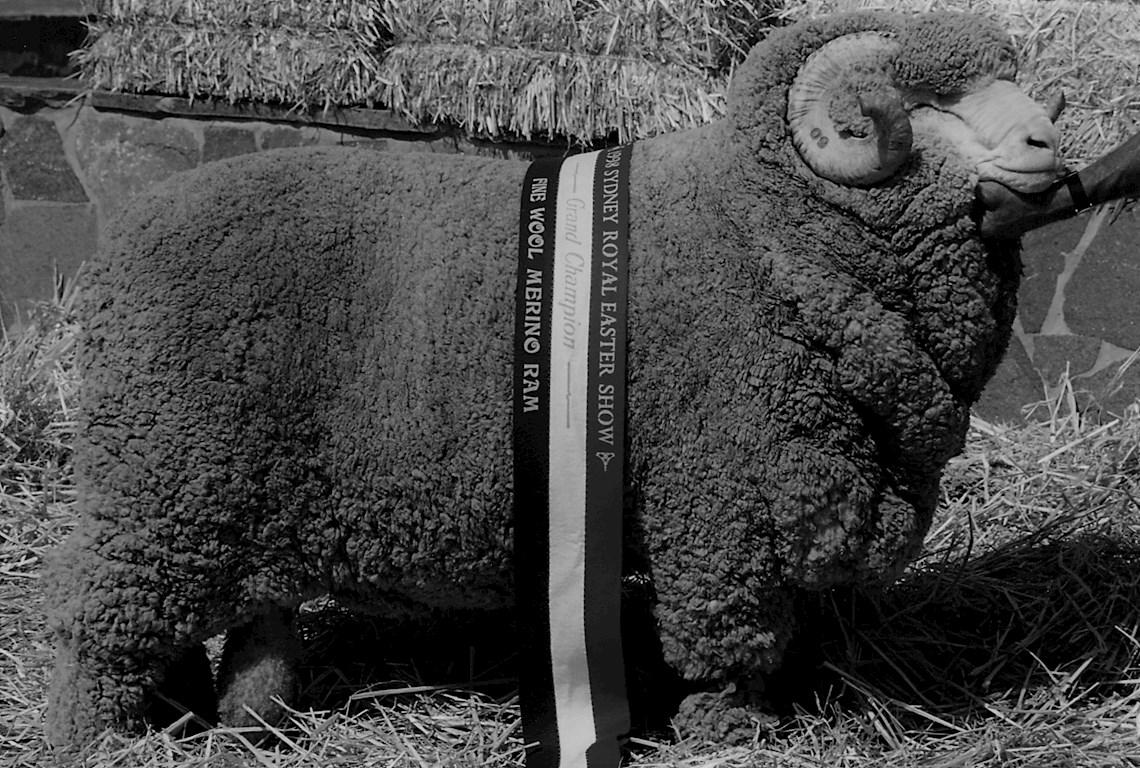 Sheep Champion Merino 1998 - Photo