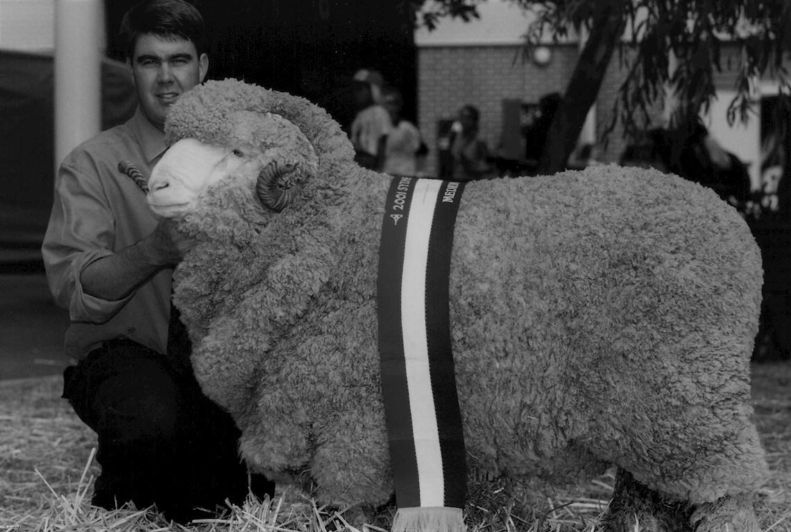 Sheep Champion Merino 2001 - Photo