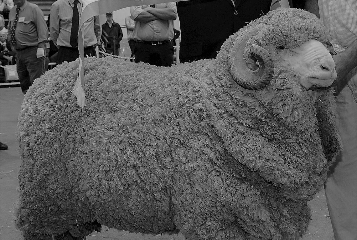 Sheep Champion Merino 2016 - Photo
