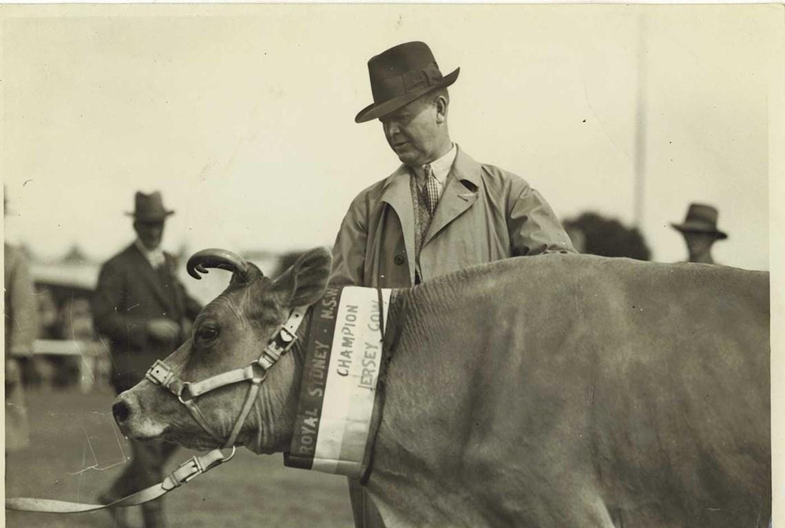 Cattle Champion Jersey - Photo