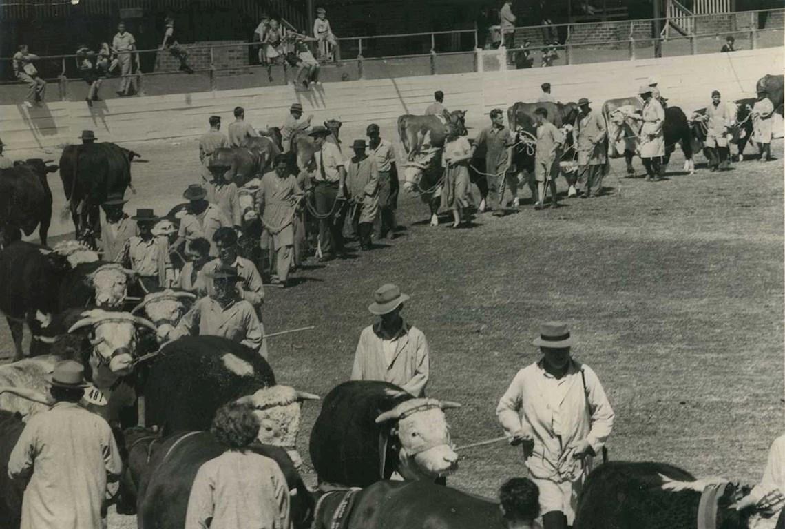 Cattle Grand Parade - Photo