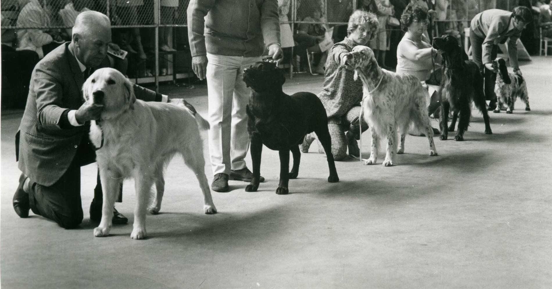 Best in Show - Sydney Royal Dog Show